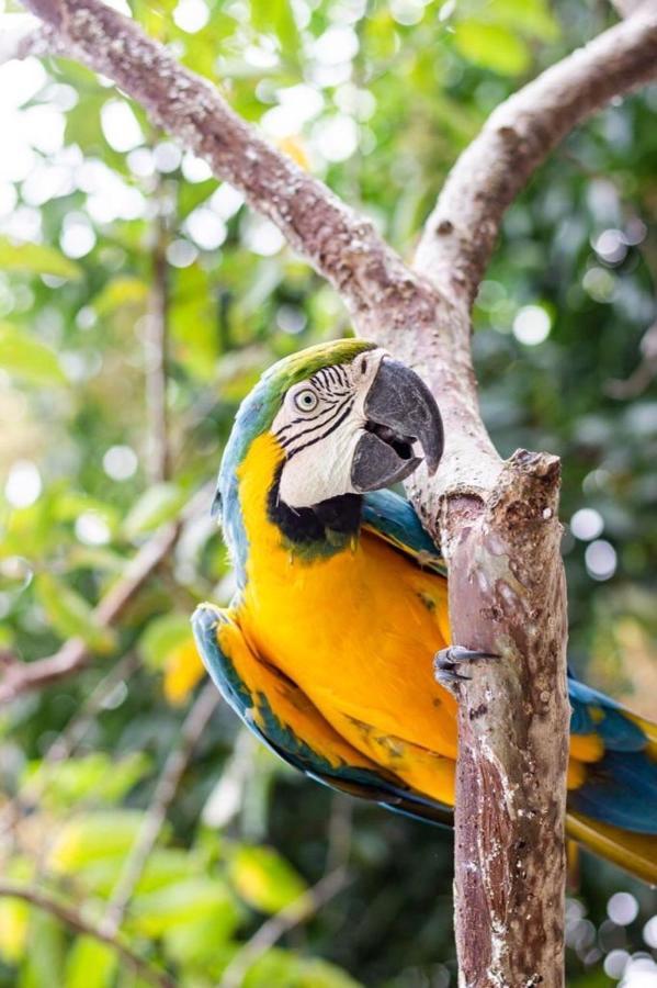 Hotel - Granja De Animales San Basilio De Palenque San Basilio del Palenque Εξωτερικό φωτογραφία