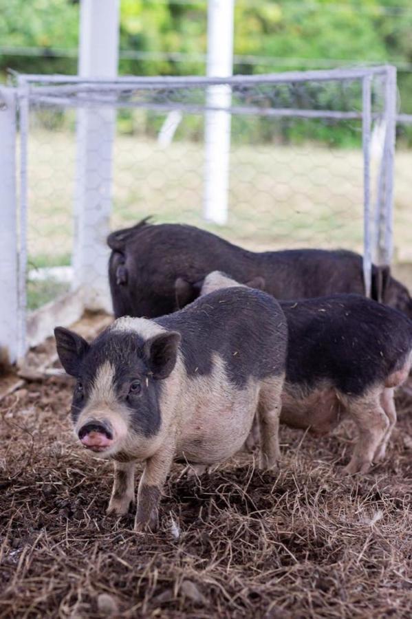 Hotel - Granja De Animales San Basilio De Palenque San Basilio del Palenque Εξωτερικό φωτογραφία